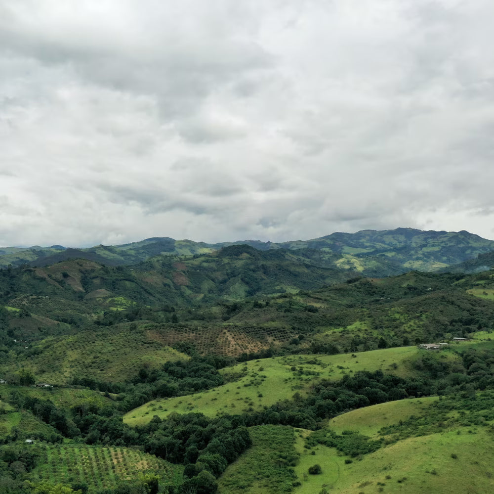 Finca El Paraíso, Kolumbia