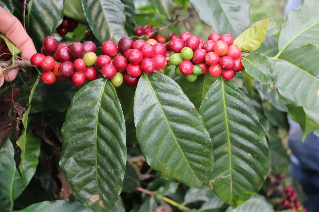 Catuai