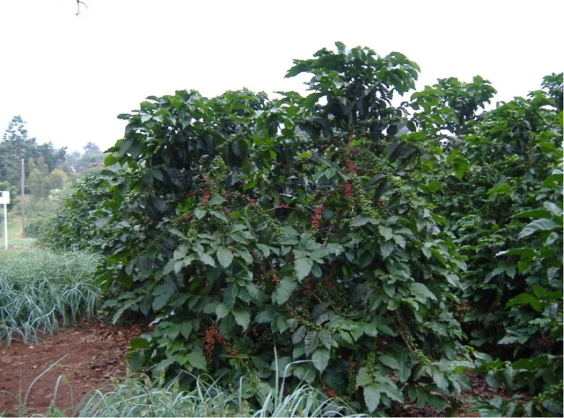 Ruiru 11