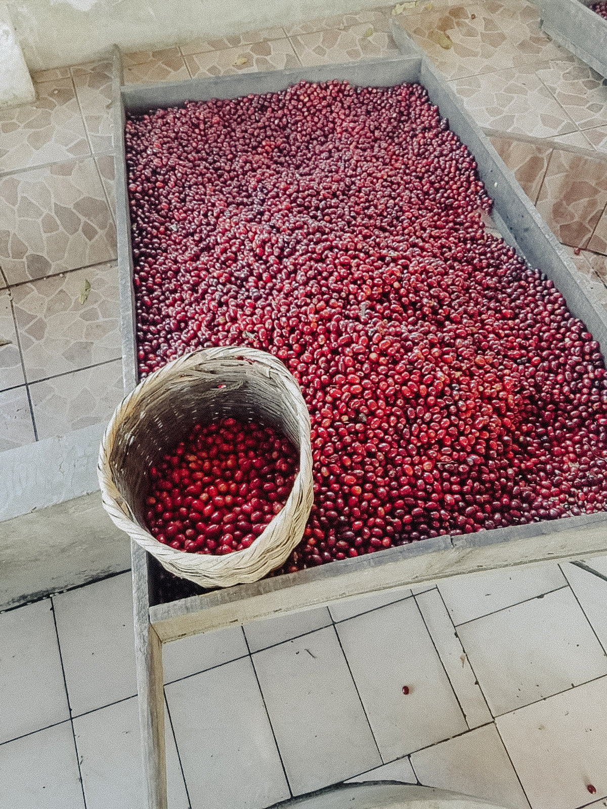 Kawa specialty Nikaragua Bethania – Father's | suszona żurawina, nugat, biała herbata