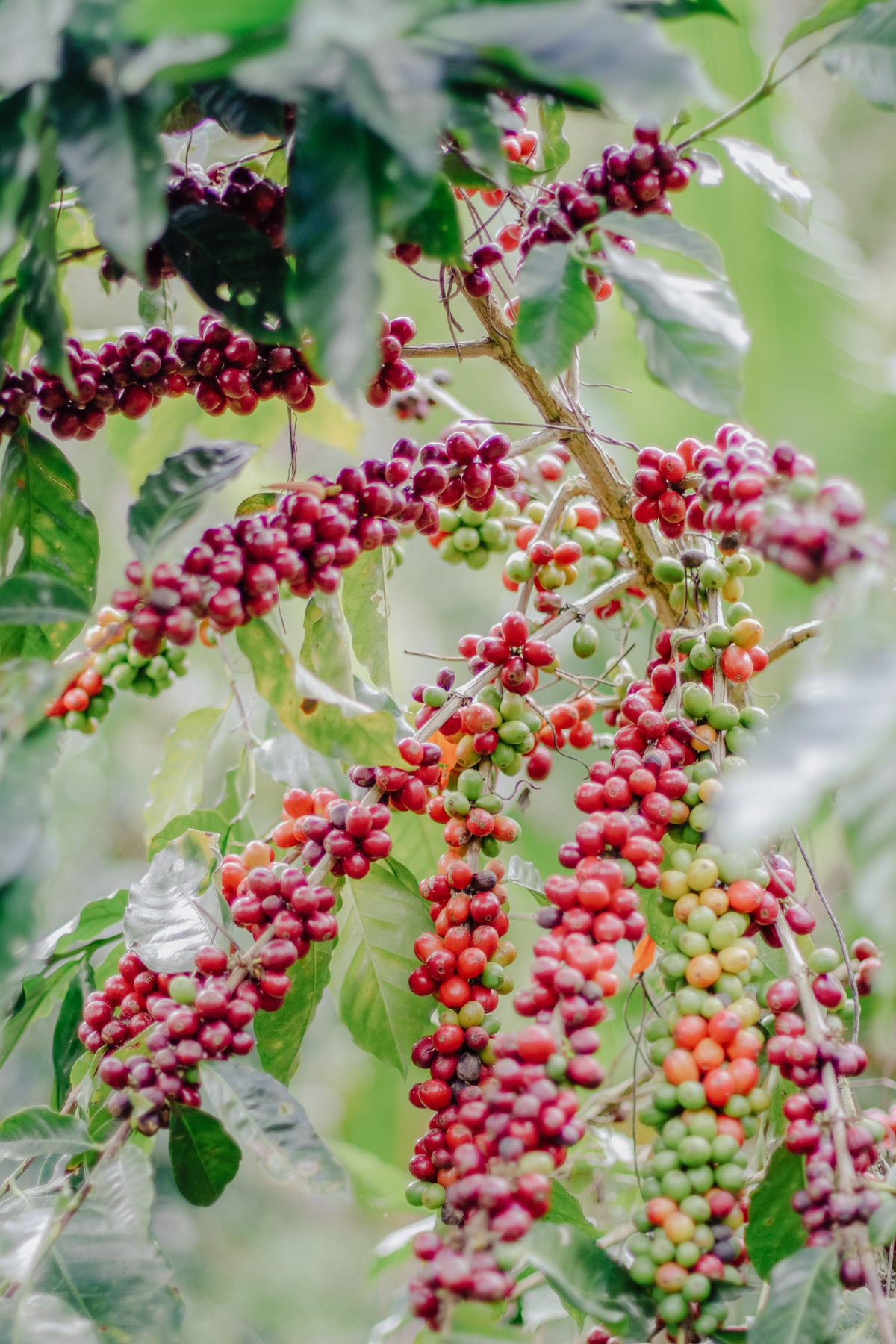 Kawa specialty Nikaragua Bethania – Father's | suszona żurawina, nugat, biała herbata