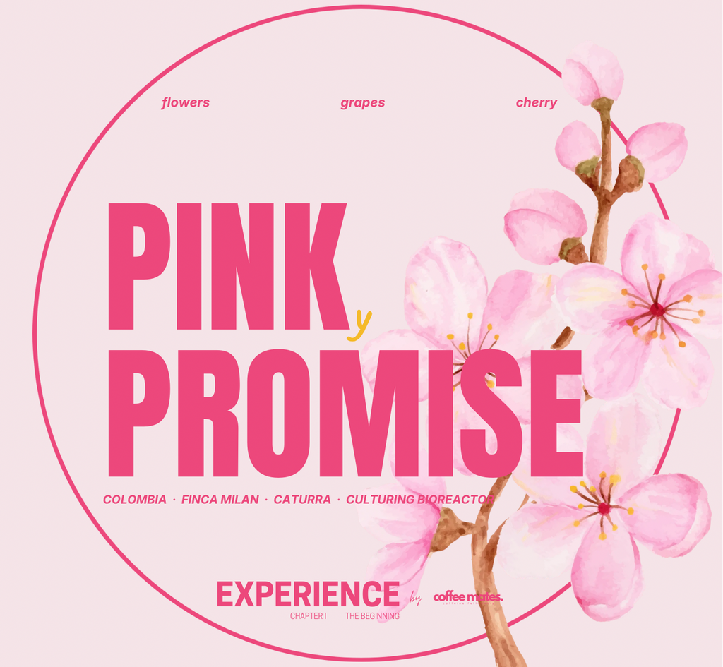 Experience Pinky Promise – Kolumbia Finca Milan Caturra Sakura