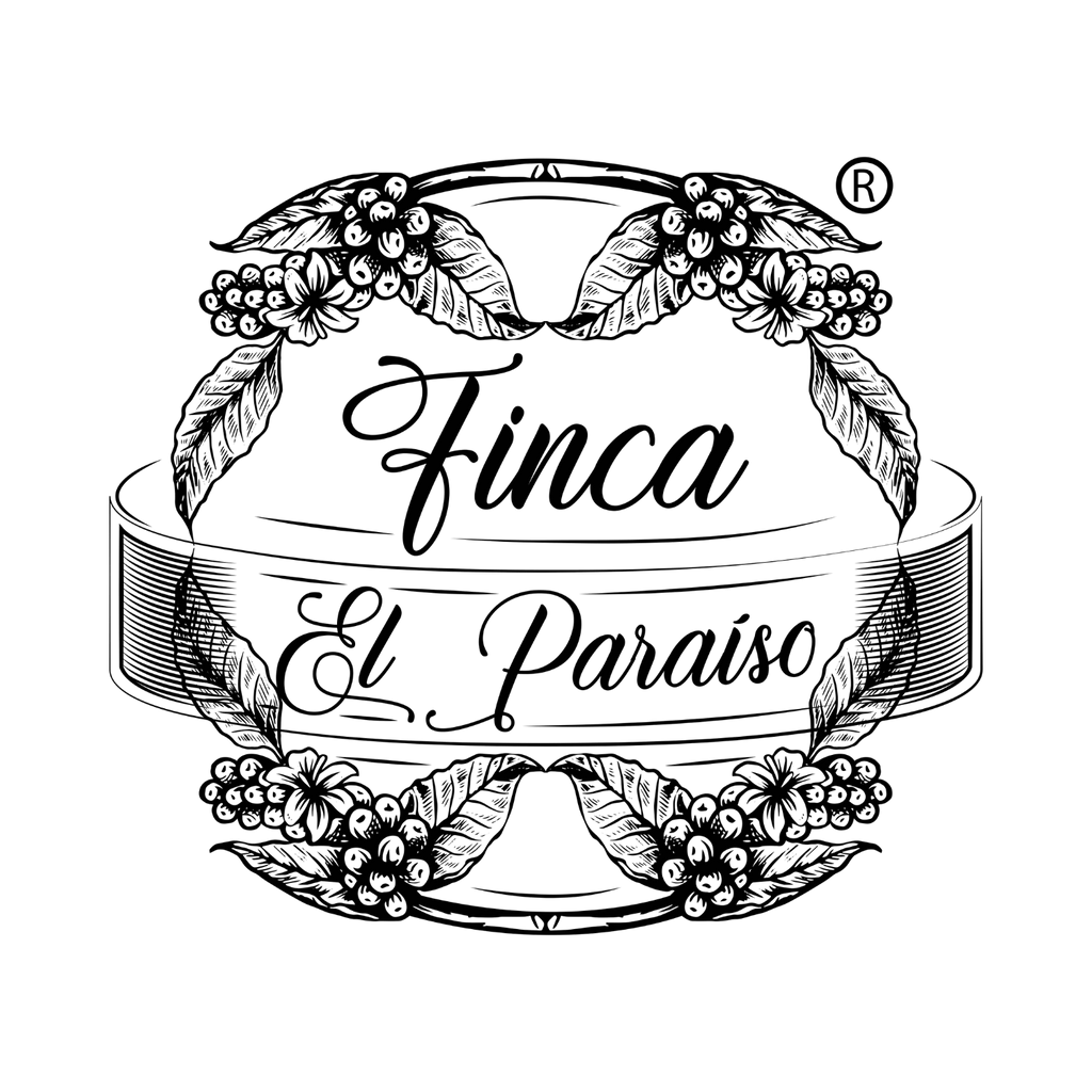 Zielone ziarna kawy Castillo M-03 Lactic Washed Cauca Kolumbia – Finca El Paraiso Diego Bermudez 1780m direct trade