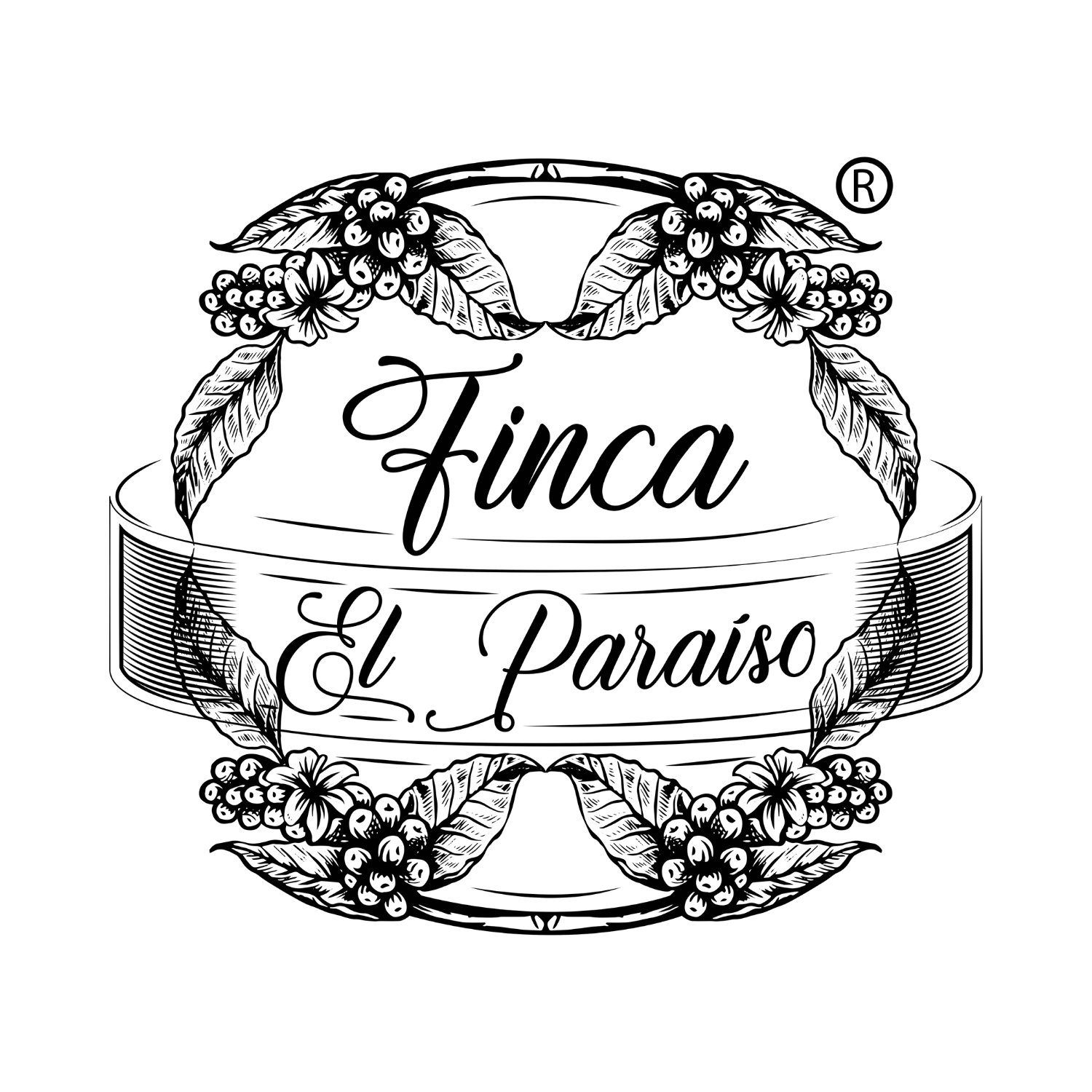 Zielone ziarna kawy Castillo M-03 Lactic Washed Cauca Kolumbia – Finca El Paraiso Diego Bermudez 1780m direct trade