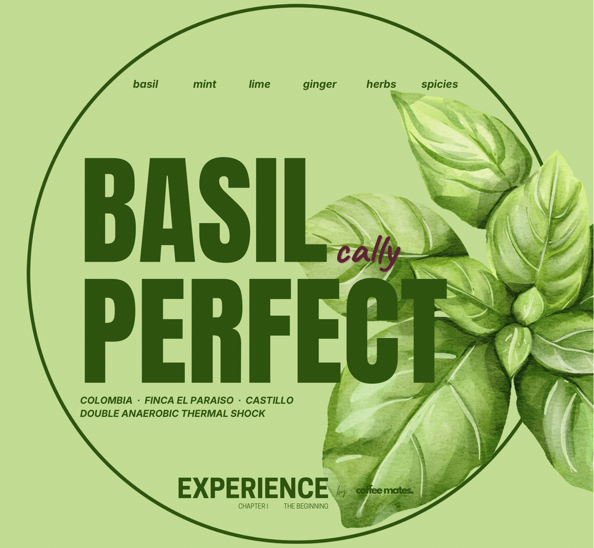 Experience BasilCally Perfect – Kolumbia Castillo Double Anaerobic Thermal Shock