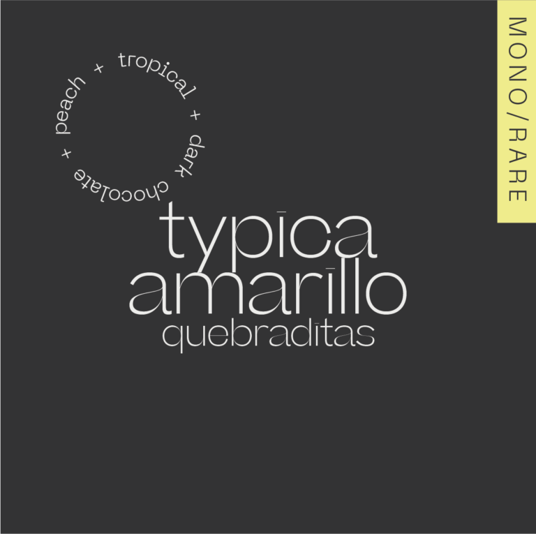 AMOC Kolumbia Typica Amarillo