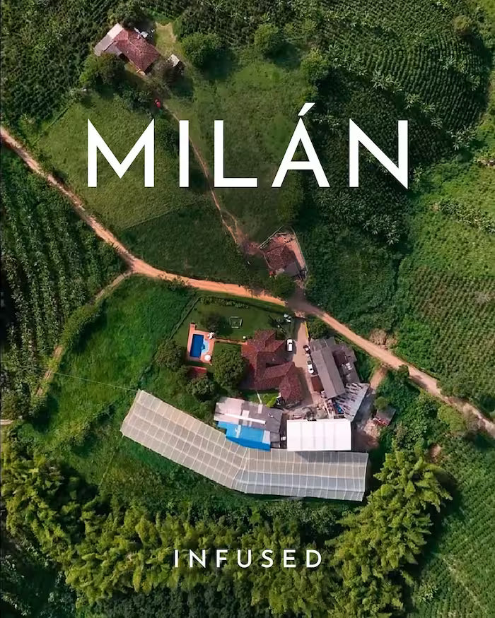 Coffee Mates plantacja kawa kolumbia specialty finca milan